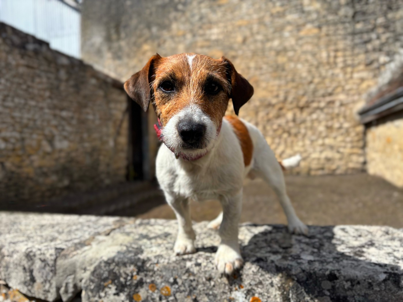 Roxy Des Joyaux De La Pompadour